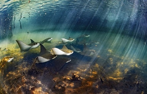 Bộ ảnh tuyệt đẹp về cuộc sống dưới nước vùng đảo Galapagos,Chú sư tử biển vui tươi tạo dáng,chú rùa tò mò lướt qua ống kính,những bức ảnh dưới nước tuyệt đẹp để lộ ra cái nhìn khác về quần đảo Galapagos