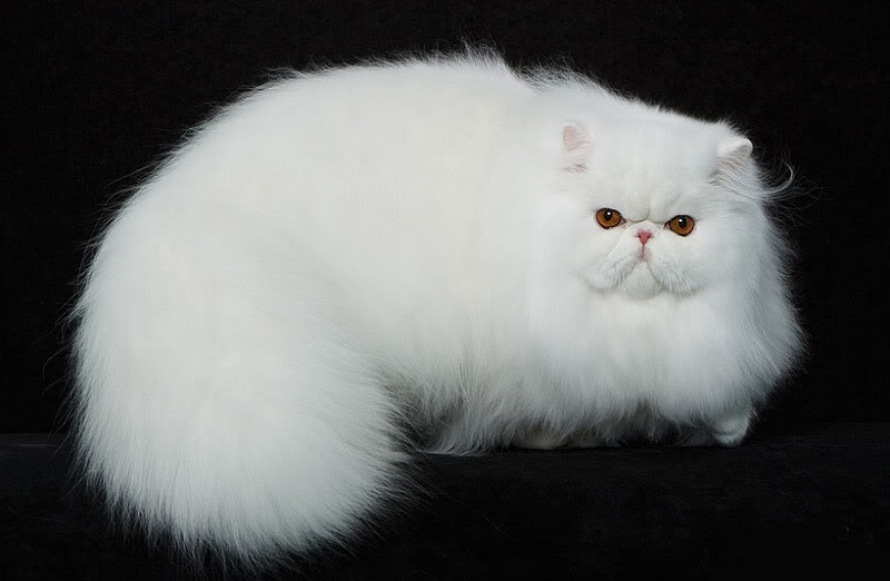 mèo Ba Tư,mèo Ba Tư là mèo gì,hình ảnh mèo Ba Tư,mèo Ba Tư mặt tịt,Felis catus,mèo,cách chăm sóc mèo Ba Tư,chăm sóc mèo Ba Tư