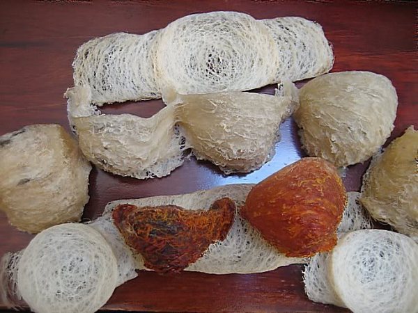 Bạch yến,hồng yến,huyết yến,yến sào,tổ chim yến