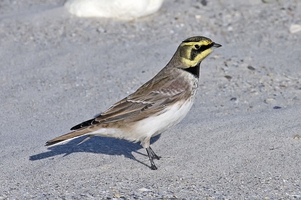 Sơn ca bờ biển,Sơn ca có sừng,Eremophila alpestris
