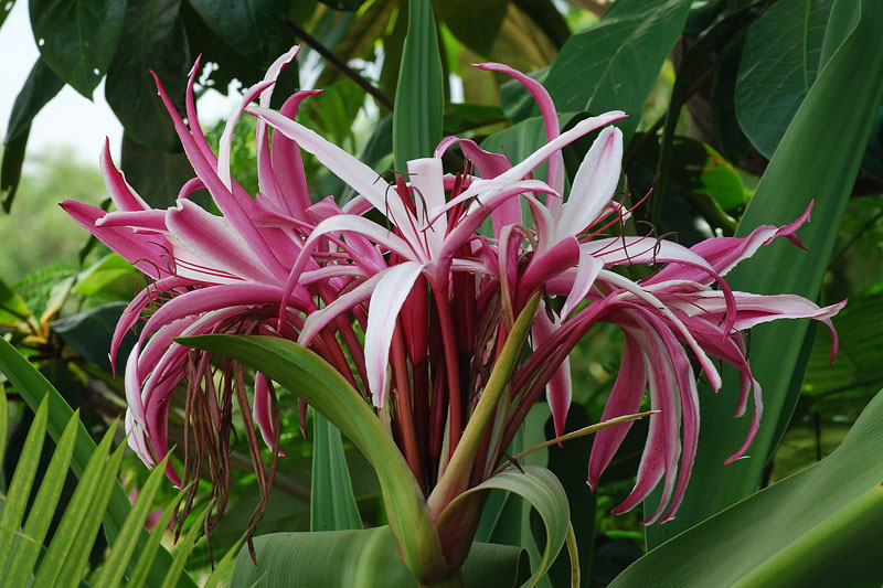 Náng hay đại tướng quân, chuối nước, tỏi voi,danh pháp hai phần: Crinum asiaticum