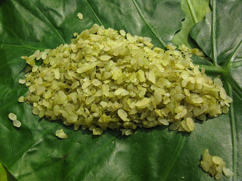 Cốm khác bánh cốm chỗ nào,cốm,bánh cốm,cốm làng Vòng,đặc sản cốm làng Vòng,bánh cốm Hàng Than,cách làm cốm,cách làm bánh cốm,nguyên liệu làm bánh cốm,làm cốm như thế nào,làm bánh cốm như thế nào,cốm gói lá sen,Cốm Vòng gạo tám Mễ Trì,Tương Bần húng Láng còn gì ngon hơn,cốm Mễ Trì,cốm Thanh Hương,cốm dẹp,Cốm hộc Phan Thiết,Cốm nếp Phong Hậu,Cốm gói trong lá khoai ráy màu xanh non