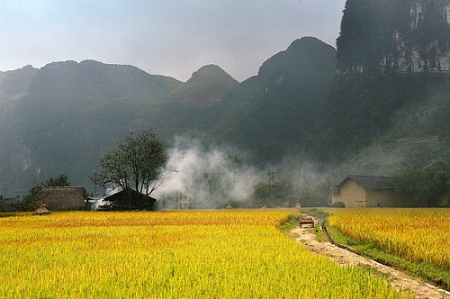 Cánh đồng lúa ở Hà Giang,Hà Giang