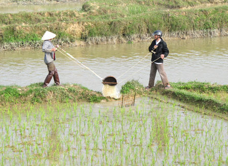 Gầu tát nước, gầu giai