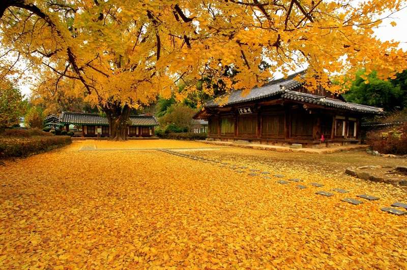 Mùa thu Hàn Quốc ngập tràn lá đỏ,Mùa thu lá đỏ,mùa thu Hàn Quốc,hình ảnh mùa thu Hàn Quốc,mùa thu vàng,con đường mùa thu,phong cảnh mùa thu,lá vàng mùa thu,lá đỏ mùa thu