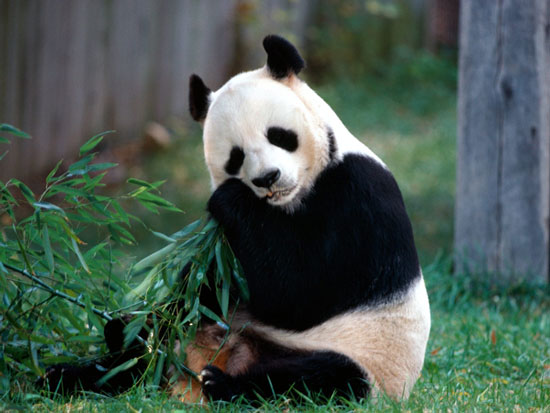 Con gấu trúc