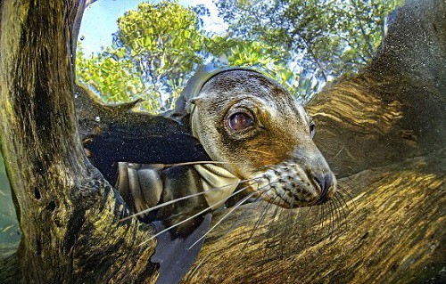Bộ ảnh tuyệt đẹp về cuộc sống dưới nước vùng đảo Galapagos,Chú sư tử biển vui tươi tạo dáng,chú rùa tò mò lướt qua ống kính,những bức ảnh dưới nước tuyệt đẹp để lộ ra cái nhìn khác về quần đảo Galapagos