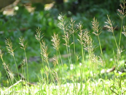 cây cỏ may,hoa cỏ may