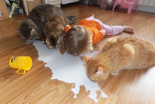 những hình ảnh sẽ khiến bạn thấy được tình bạn giữa con trẻ và mèo,Mèo là một người bạn tuyệt vời của con trẻ,Mèo dịu dàng an ủi em bé khi buồn,Mèo luôn là người bạn dịu dàng nhất với bé,Giữa bé và mèo luôn có một sợi dây gắn kết