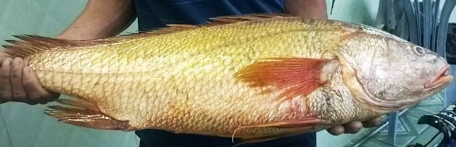 cá sủ vàng có tác dụng gì,cá sủ vàng làm gì,cá sủ vàng,cá sủ kép vây vàng,cá Đường,cá thủ vây vàng,cá sủ giấy,cục vàng biển,lộc trời,loài cá quý hiếm,tác dụng của bóng cá sủ vàng,Otolithoides biauritus,Sciaenidae