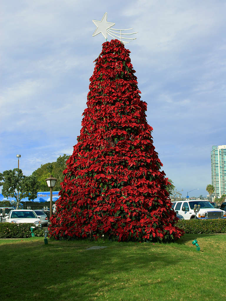 Cây Giáng sinh,cây thông Noel,cây thông Noel,cây thông Nô-en