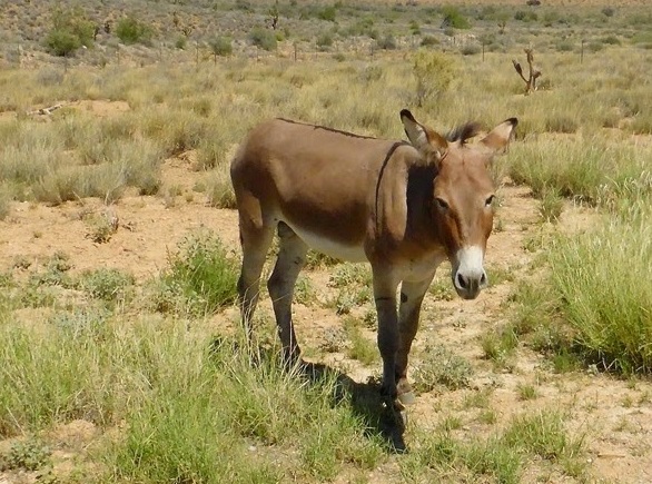 con la,Equus mule,con la lai giữa ngựa cái và lừa đực