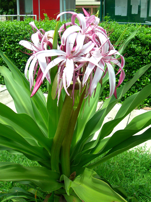 Náng hay đại tướng quân, chuối nước, tỏi voi,danh pháp hai phần: Crinum asiaticum