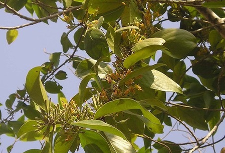 Tầm gửi,công dụng của cây tầm gửi
