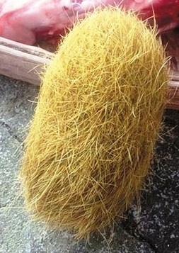 Cát lợn là gì,cát lợn,trư cát,trư sa cát lợn,trư sa cát lợn là gì,cát lợn quý như thế nào,sỏi mật ở lợn