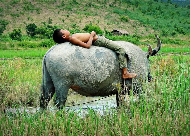 Sửu nhi là gì,trẻ trâu là gì,sửu nhi,trẻ trâu,ý nghĩa của từ sửu nhi,sửu nhi nghĩa là gì,trẻ chăn trâu,trẻ cưỡi trâu,chăn trâu,cưỡi trâu
