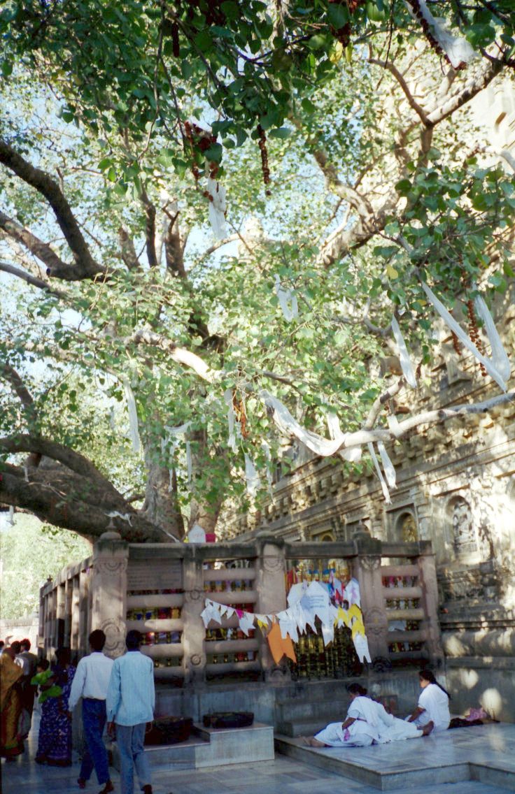 Chính dưới gốc bồ đề tại Bodhgaya này, là nơi Đức Phật đã ngồi thiền thành đạo.