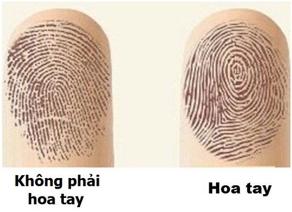 hoa tay là gì,ý nghĩa của hoa tay,hoa tay có ý nghĩa gì,hoa tay,hình ảnh hoa tay,ý nghĩa của hoa tay,ý nghĩa của số hoa tay,ý nghĩa 10 hoa tay,số hoa tay nói lên điều gì,vây tay là gì,dấu vân tay là gì
