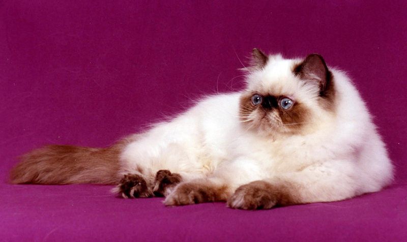 mèo Ba Tư,mèo Ba Tư là mèo gì,hình ảnh mèo Ba Tư,mèo Ba Tư mặt tịt,Felis catus,mèo,cách chăm sóc mèo Ba Tư,chăm sóc mèo Ba Tư