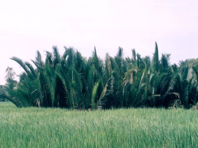 Đám lá tối trời