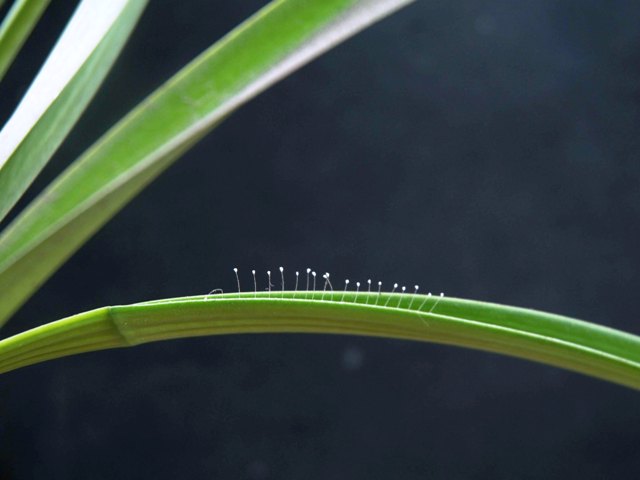 hoa ưu đàm là hoa gì,hoa ưu đàm,hình ảnh hoa ưu đàm,cây ưu đàm,ưu đàm,ý nghĩa hoa ưu đàm,sự tích hoa ưu đàm,truyền thuyết hoa ưu đàm,hoa nhà Phật,hoa 3000 năm nở một lần,loài hoa 3 nghìn năm mới nở một lần,ưu đàm bát la,ưu đàm ba la,ưu đàm bạt la,ưu đàm bà la,ô đàm bà la,ô đàm la,ưu đàm bát,udumbara,hoa may mắn
