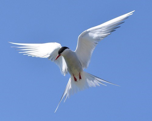 Nhạn biển Bắc Cực,Ngày Chim di cư ngày Thế giới,WMBD,World Migratory Bird Day