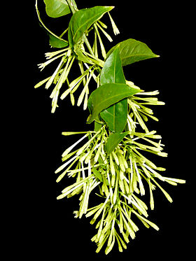 Dạ Lý Hương,Dạ Lai Hương,Cestrum nocturnum