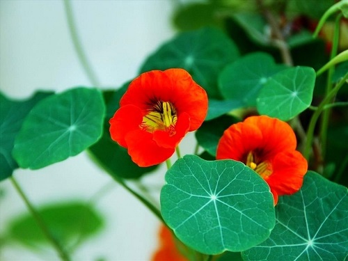 Hoa sen cạn,cây sen cạn