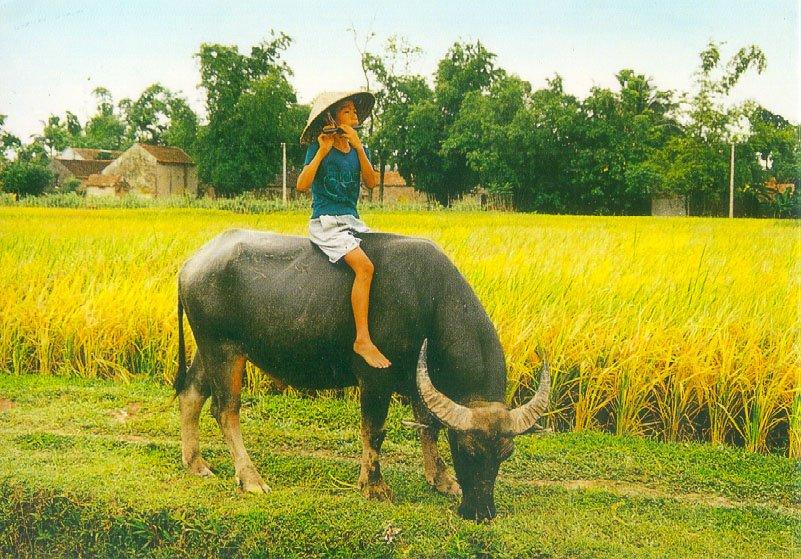 Sửu nhi là gì,trẻ trâu là gì,sửu nhi,trẻ trâu,ý nghĩa của từ sửu nhi,sửu nhi nghĩa là gì,trẻ chăn trâu,trẻ cưỡi trâu,chăn trâu,cưỡi trâu