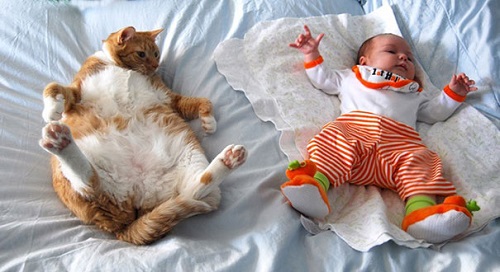 những hình ảnh sẽ khiến bạn thấy được tình bạn giữa con trẻ và mèo,Mèo là một người bạn tuyệt vời của con trẻ,Mèo dịu dàng an ủi em bé khi buồn,Mèo luôn là người bạn dịu dàng nhất với bé,Giữa bé và mèo luôn có một sợi dây gắn kết
