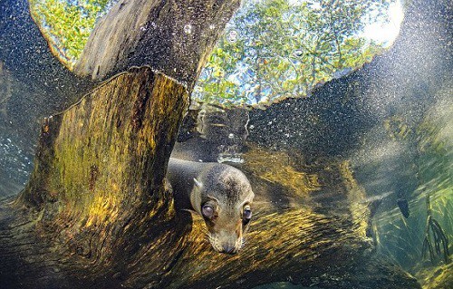 Bộ ảnh tuyệt đẹp về cuộc sống dưới nước vùng đảo Galapagos,Chú sư tử biển vui tươi tạo dáng,chú rùa tò mò lướt qua ống kính,những bức ảnh dưới nước tuyệt đẹp để lộ ra cái nhìn khác về quần đảo Galapagos