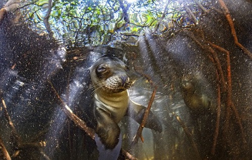 Bộ ảnh tuyệt đẹp về cuộc sống dưới nước vùng đảo Galapagos,Chú sư tử biển vui tươi tạo dáng,chú rùa tò mò lướt qua ống kính,những bức ảnh dưới nước tuyệt đẹp để lộ ra cái nhìn khác về quần đảo Galapagos