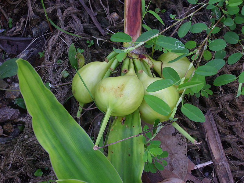 Náng hay đại tướng quân, chuối nước, tỏi voi,danh pháp hai phần: Crinum asiaticum