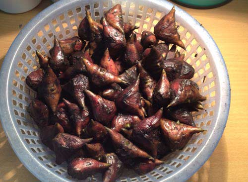 chín bỏ làm mười là gì,chín bỏ làm mười nghĩa là gì,chín bỏ làm mười,yêu nhau chín bỏ làm mười,yêu nhau chín bỏ làm mười là gì,9 bỏ làm 10 nghĩa là gì,9 bỏ làm 10,Thương nhau củ ấu cũng tròn,Ghét nhau đến quả bồ hòn cũng vuông,Thương nhau củ ấu cũng tròn Ghét nhau đến quả bồ hòn cũng vuông,củ ấu