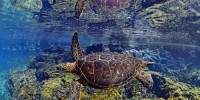 Bộ ảnh tuyệt đẹp về cuộc sống dưới nước vùng đảo Galapagos,Chú sư tử biển vui tươi tạo dáng,chú rùa tò mò lướt qua ống kính,những bức ảnh dưới nước tuyệt đẹp để lộ ra cái nhìn khác về quần đảo Galapagos,Bộ ảnh tuyệt đẹp về cuộc sống dưới nước vùng đảo Galapagos