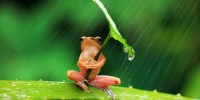 Chùm ảnh ếch giống người siêu dễ thương và sáng tạo,Chùm ảnh về loài ếch,Thế giới kỳ diệu của loài ếch,Ếch,Chùm ảnh ếch giống người siêu dễ thương và sáng tạo
