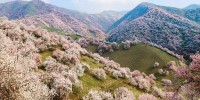 Khung cảnh thần tiên tuyệt đẹp tại thung lũng hoa mai ở Tân Cương,Khung cảnh thần tiên,thung lũng hoa mai,hoa mai,thung lũng Y Ly,Khung cảnh thần tiên tuyệt đẹp tại thung lũng hoa mai ở Tân Cương, Trung Quốc