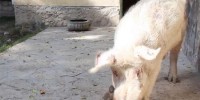 Quốc gia chỉ có đúng một con lợn,Đất nước chỉ có một con lợn,Con lợn duy nhất tại Afghanistan,Lợn Khanzir,Con lợn,Quốc gia chỉ có đúng một con lợn