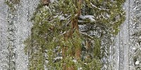 cây đại thụ khổng lồ,cây đại thụ,cây khổng lồ,president tree,cây tổng thống,Cây đại thụ khổng lồ thách thức mọi nhiếp ảnh gia chụp được toàn bộ chân dung của nó