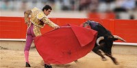 tại sao bò tót lại ghét màu đỏ,lý do bò tót ghét màu đỏ,vì sao bò tót ghét màu đỏ,bò tót bị mù màu,môn đấu bò tót,bò tót,đầu bò Tây Ban Nha,đấu sĩ,Bò tót có thực sự ghét màu đỏ như chúng ta vẫn nghĩ