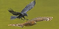National Geographic,Những bức ảnh thiên nhiên ấn tượng nhất năm 2016,ảnh thiên nhiên ấn tượng,ảnh thiên nhiên,cuộc thi Nhiếp ảnh về Tự nhiên,Những bức ảnh thiên nhiên ấn tượng nhất năm 2016