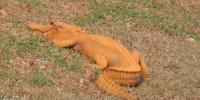 Cá sấu mầu cam ở Mỹ,Cá sấu mầu cam,Phát hiện cá sấu màu cam ở Mỹ