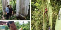 giống chuối khổng lồ ở Papua New Guinea,giống chuối musa ingens,cây chuối khổng lồ,quả chuối khổng lồ,Choáng với giống chuối khổng lồ cực hiếm