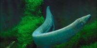 loài cá phát ra điện,cá phát điện,cá trình điện,cá mũi voi,thú mỏ vịt,cá đuối điện,ong bắp cày phương đông,5 loài động vật khiến bạn ngã ngửa vì bị giật điện