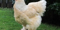 Giống gà khổng lồ,Gà khổng lồ,Vua của các loài gà,Giống gà khổng lồ Brahma,Giống gà Brahma,Brahma,Giống gà khổng lồ có gì đặc biệt?