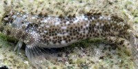 Họ cá blenny,Cá tiến hóa để sống trên cạn,Cá tiến hóa,Phát hiện loài cá đang tiến hóa để chuẩn bị bỏ nước lên bờ sống