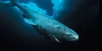 cá mập Greenland,động vật có tuổi thọ lớn nhất,động vật sống thọ nhất,loài cá sống lâu nhất,Bí mật có thể quyết định tương lai của loài người nằm trong con cá mập này