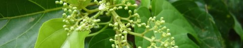 Cây vọng cách,cây cách