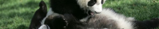 Con gấu trúc ao ước gì mà không bao giờ được,gấu trúc,câu đố về gấu trúc,gấu trúc ao ước chụp ảnh màu