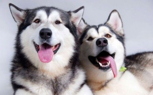 Husky